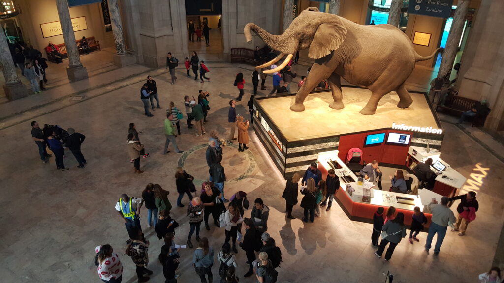 Henry the elephant greets visitors to the National Museum of Natural History in Washington, D.C.